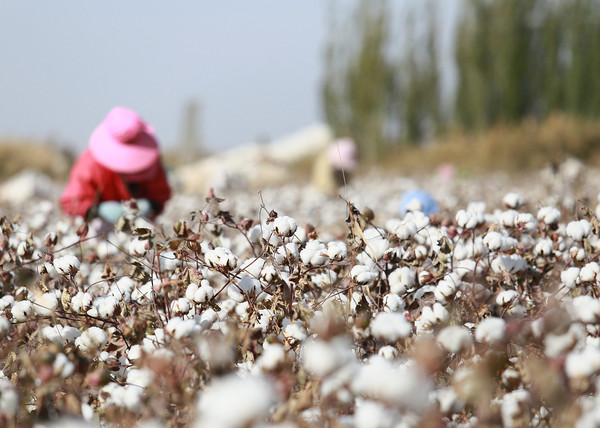 ▲▼新疆阿克蘇棉農採收棉花。（圖／CFP）