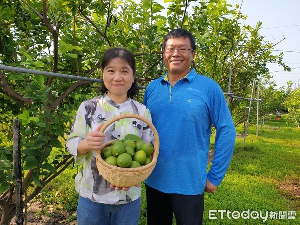 ▲屏東縣高樹鄉農友陳章信與妻子張秀娟攜手種有機紅龍果及檸檬，與雞鴨鵝共生。（圖／記者陳崑福翻攝）