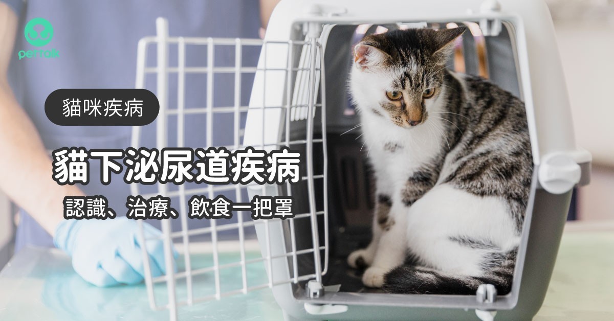 6症狀看貓下泌尿道疾病認識、治療到飲食照護一把罩 ETtoday寵物雲 