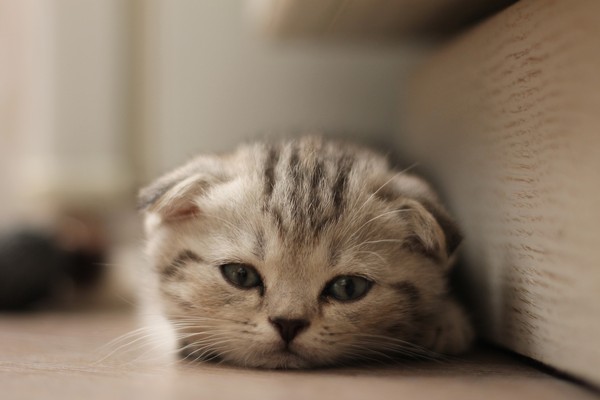 ▲蘇格蘭摺耳貓是一種耳朵有基因突變的貓，在軟骨部份有一個摺，使耳朵向前屈摺，並指向頭的前方。             （圖／取自免費圖庫Pixabay）