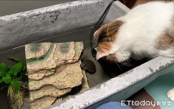 綠手指變貓奴，植物全變成貓家具。（圖／飼主何露比提供）