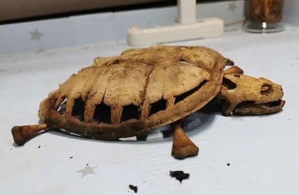 ▲▼林同學的烏龜經過8個月剩下骨架。（圖／翻攝抖音@Tricking1998）