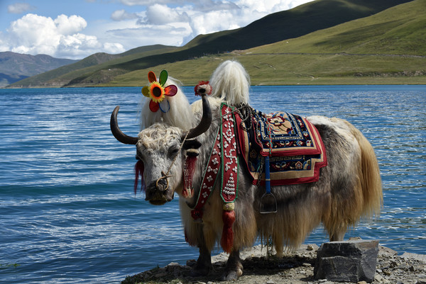 ▲▼西藏山南市浪卡子縣羊卓雍錯湖畔一頭供遊客拍照的犛牛。（圖／CFP）