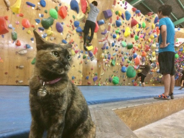 攀岩貓咪。（圖／翻攝自bouldering gym BOULBAKA臉書）