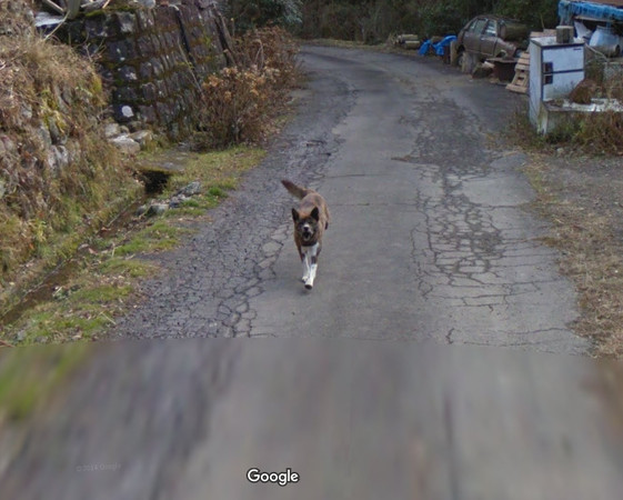▲萌犬跟蹤「Google車」憨樣全錄！　網看街景圖笑噴：快讓牠上車。（圖／翻攝自Google Map）
