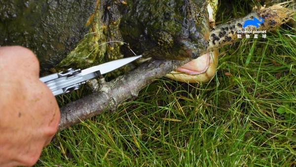 鱷龜雖然沒有牙齒，但嘴巴異常尖銳，就算要替牠們拔除嘴裡的魚鉤也要小心翼翼。（動物星球頻道提供）