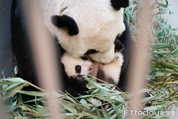 大貓熊刷毛,圓寶75日齡。（圖／台北市立動物園提供）