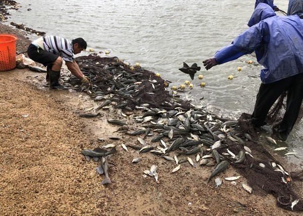 ▲桃園市議員周玉琴關心琵琶鼠魚肆虐埤塘事件。（圖／市議員周玉琴提供）