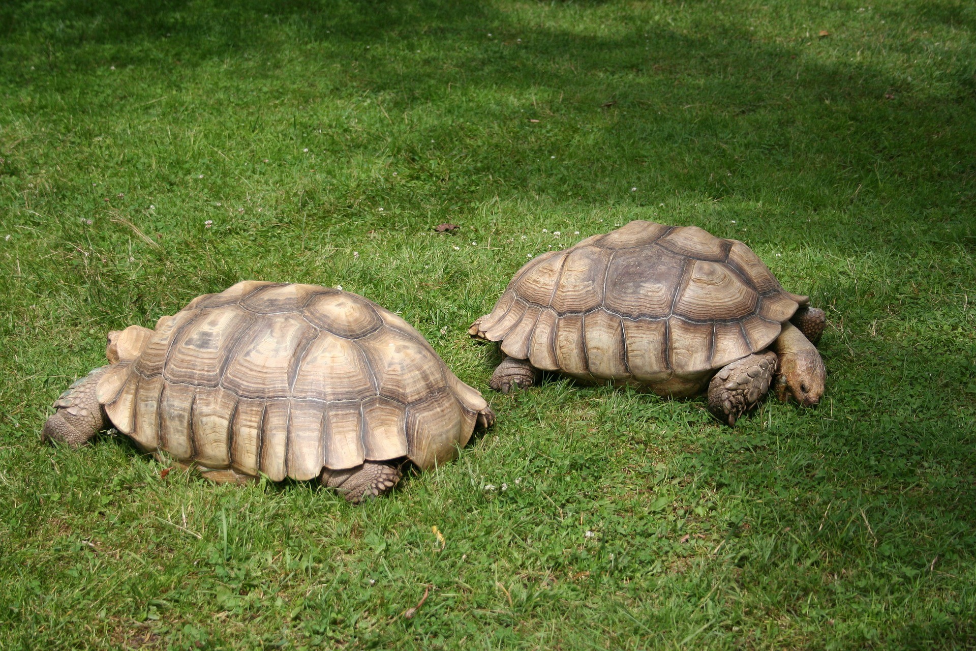 ▲蘇卡達象龜（Centrochelys Sulcata）。（示意圖／取自免費圖庫Pixabay）