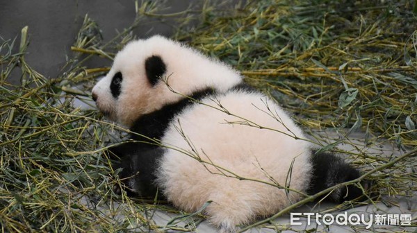 ▲▼貓熊。（圖／台北市立動物園提供）