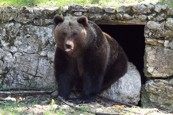 ▲洞熊,棕熊。（圖／取自免費圖庫pixabay）