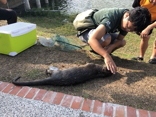 ▲金門雙鯉湖橋下發現保育類動物歐亞水獺死亡       。（圖／記者林名揚翻攝）