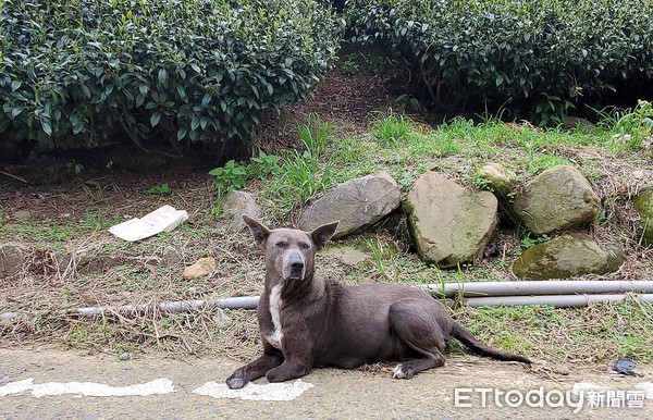 ▲▼懷孕浪犬遭捕獸夾斷腿，忍痛生下7幼犬。（圖／台灣動物緊急救援小組提供）