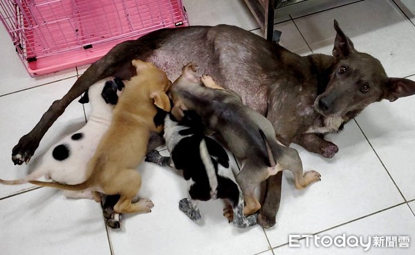 ▲▼高雄懷孕浪犬遭捕獸夾斷腿，忍痛生下7幼犬。（圖／台灣動物緊急救援小組提供）