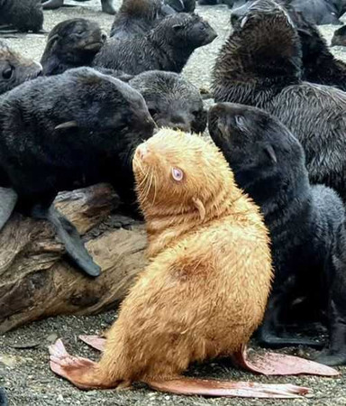俄羅斯生物學家發現「白化症」小海豹，擔心牠的薑黃色皮毛會害牠遭到同儕霸凌排擠。（圖／翻攝自bigdaddivladi IG）