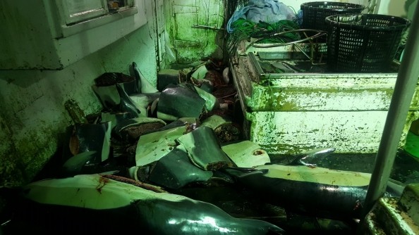 ▲▼台灣漁船獵殺海豚，嚴重破壞海洋生態。（圖／環境正義基金會提供）