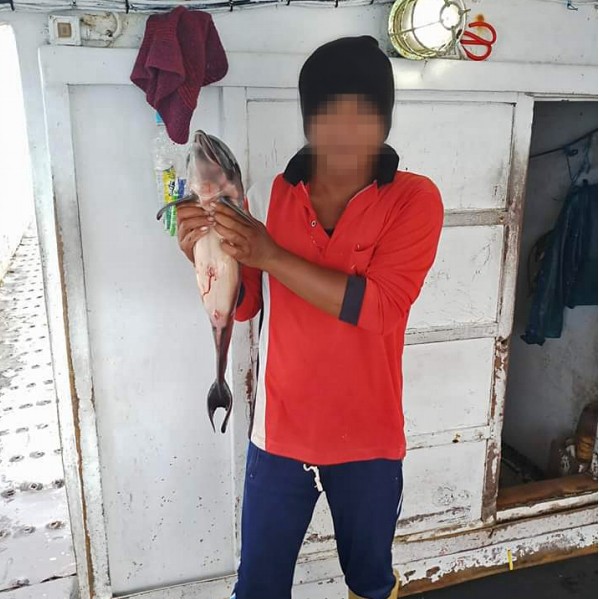 ▲▼台灣漁船獵殺海豚，嚴重破壞海洋生態。（圖／環境正義基金會提供）