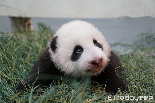 大貓熊圓寶80日齡。（圖／台北市立動物園提供）