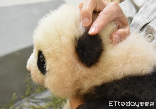 大貓熊圓寶80日齡。（圖／台北市立動物園提供）