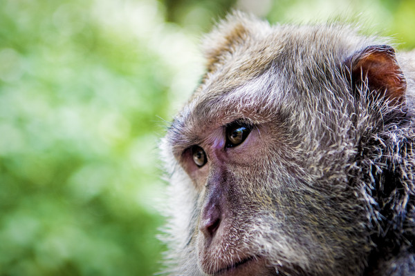 ▲▼馬來西亞一隻獼猴潛入住宅中偷走手機並拍下一堆「自拍照」和影片。（示意圖／達志影像）