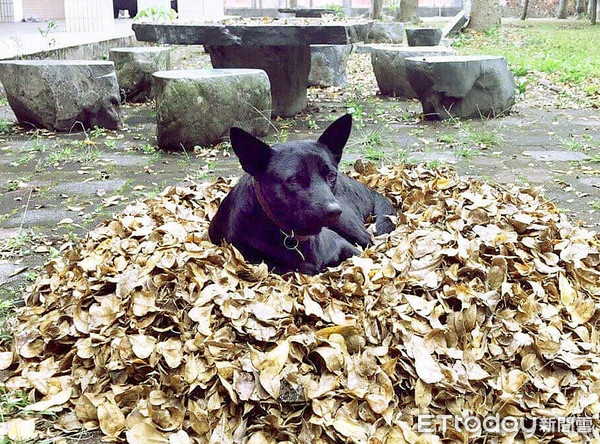 ▲古坑國民中小學出示監視器影像聲明，兩隻狗在9月9日下午2點多由志工牽著走，並無強硬拉扯情事。（圖／記者蔡佩旻翻攝）