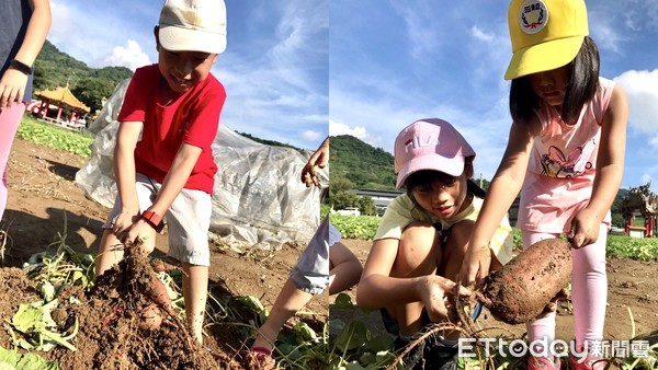 ▲新北三和國小師生親手挖地瓜 享受田園友善食農教育樂趣。（圖／新北市三和國小提供）