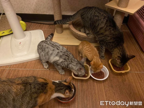 ▲Hong En Gao家中養了5隻貓。（圖／飼主Hong En Gao提供）