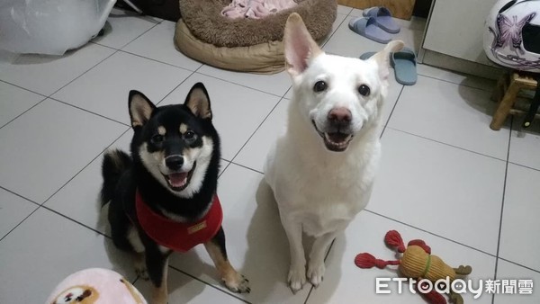 狗狗豆花超愛吃藥。（圖／飼主陳筱靜提供）