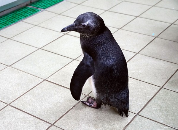▲今年第一隻孵化的黑腳企鵝寶寶已經換上全新的大衣。（圖／台北市立動物園提供）
