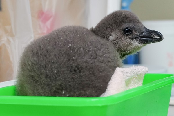 ▲黑腳企鵝寶寶身上的絨羽還沒蛻去。（圖／台北市立動物園提供）