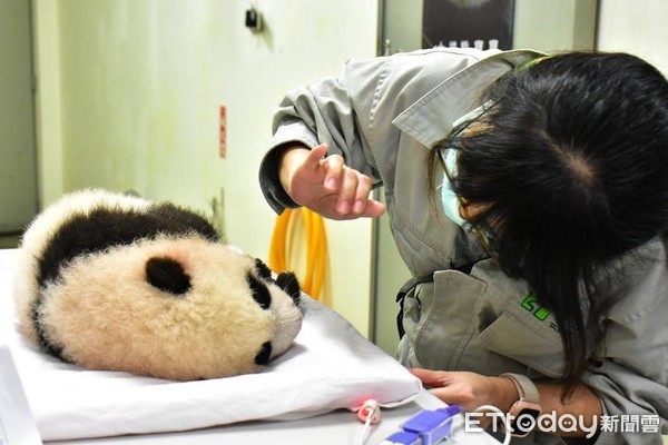 ▲▼大貓熊寶寶圓寶。（圖／台北市立動物園授權提供）