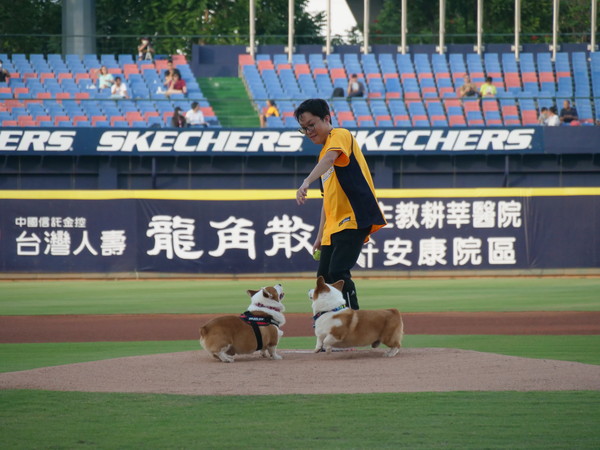 ▲中信兄弟邀請網紅柯基犬開球。（圖／中信兄弟提供）