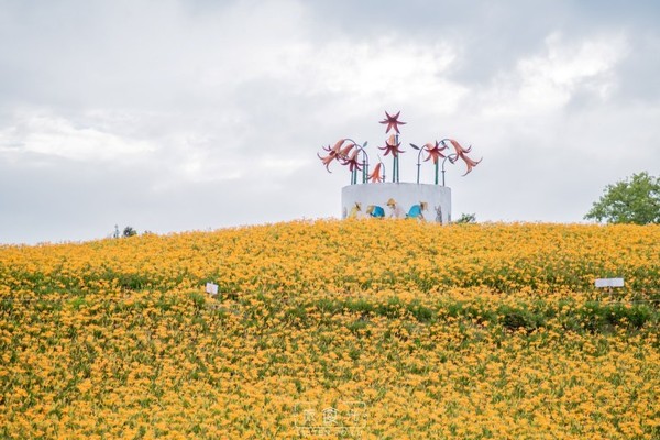 ▲▼花蓮金針花海。（圖／Listen to LU 旅食光提供）