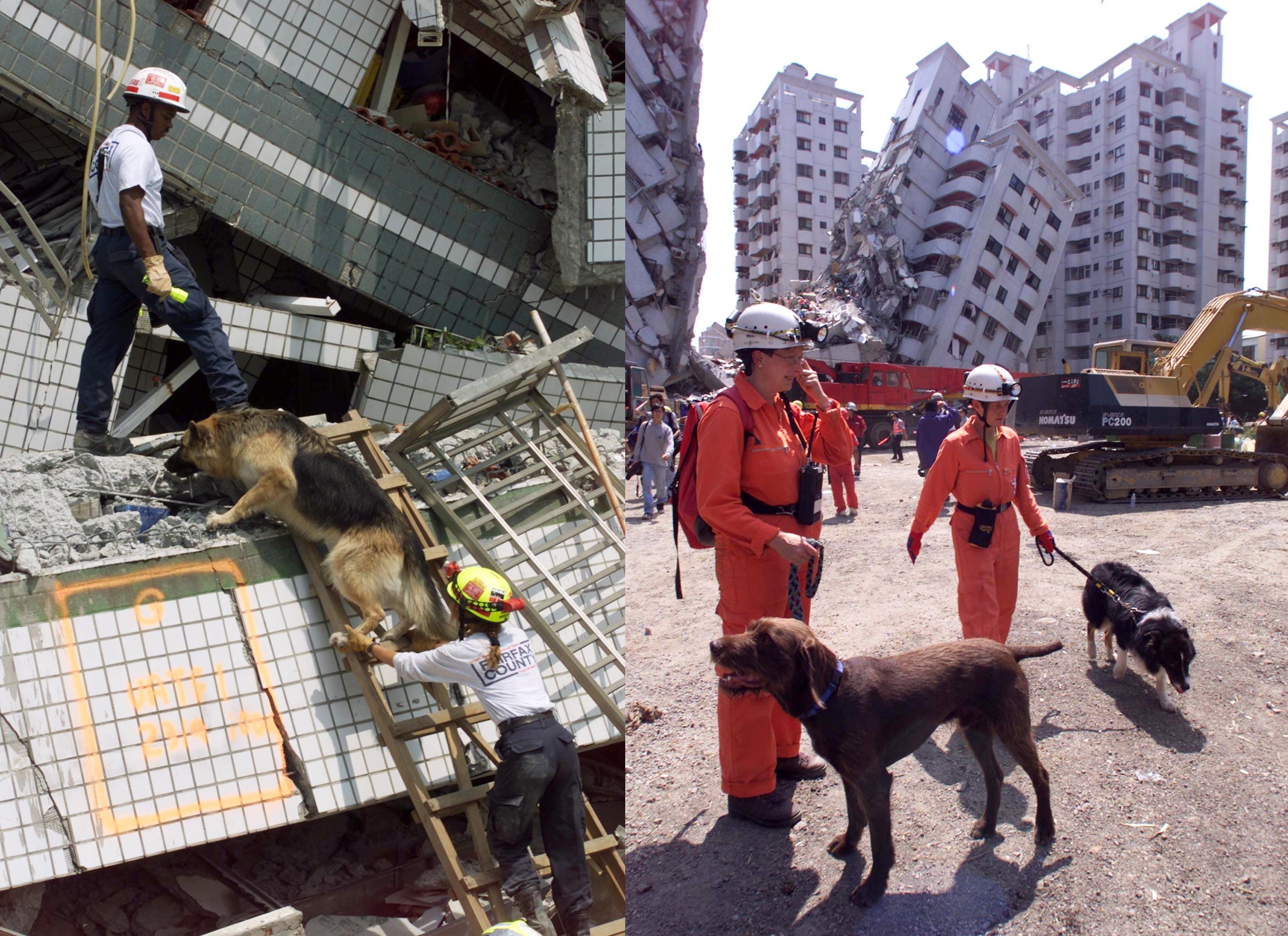 921大地震國外搜救犬資料照。（圖／路透）