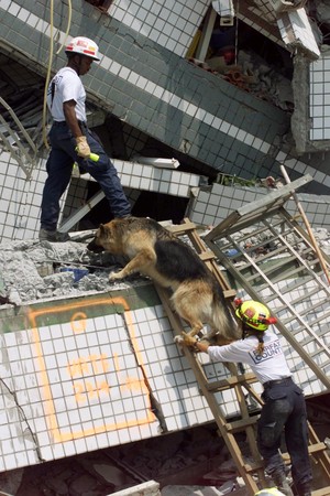 921大地震國外搜救犬資料照。（圖／路透）