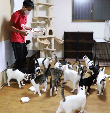 ▲▼島川先生與母親留下的18隻貓貓。（圖／翻攝自まいどなニュース）