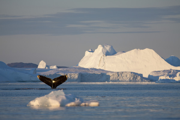 ▲▼每年會有大批座頭鯨游至南極洲。（圖／CFP）