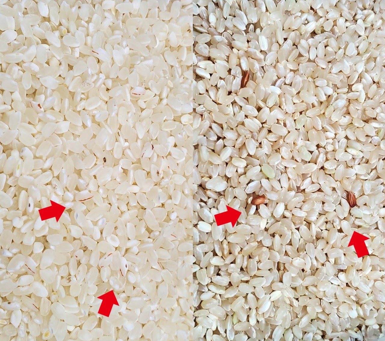 ▲▼稻米,水稻,紅米混白米,稻田。（圖／台東區農業改良場提供）