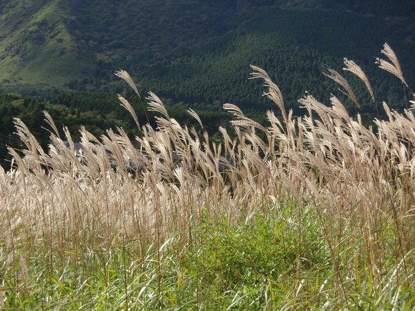 ▲▼桃園虎頭山芒草。（圖／Expedia提供）