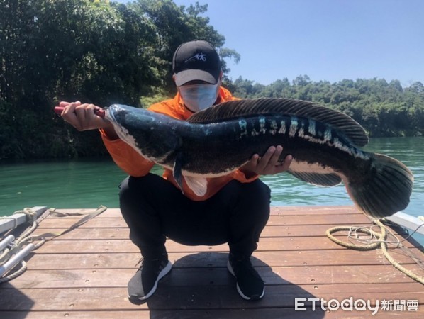 ▲日月潭居民近日捕獲1.2公尺的巨型魚虎。（圖／南投縣政府提供）
