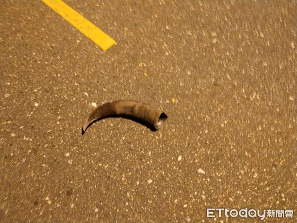 ▲現場遺留被撞斷的牛角。（圖／花蓮消防局提供）