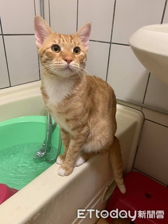 貓咪聽到洗澡水聲就跑進廁所。（圖／飼主林小儀提供）