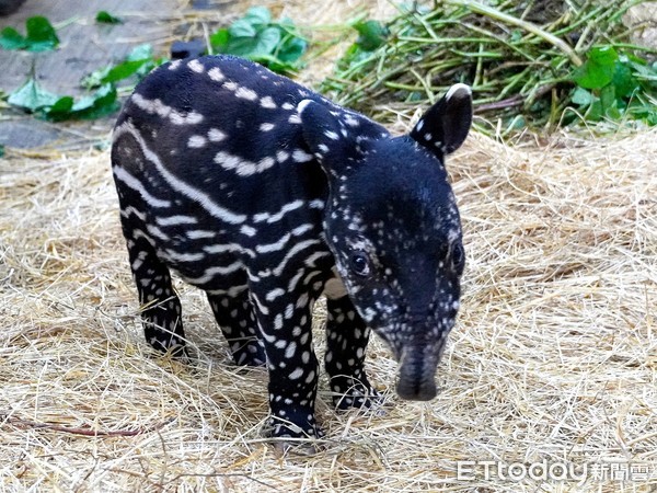 ▲動物園。（圖／台北市立動物園提供）