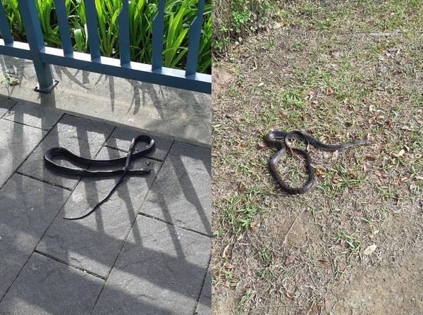 新竹公園蛇遭砸死。（圖／翻攝自新竹爆料公社）