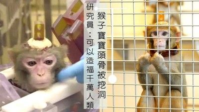 綁住「猴子寶寶」鑿開頭骨！研究員灌水泥插入電極棒：即將造福千萬人類