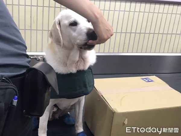 ▲▼台北郵件中心檢疫犬。（圖／記者許展溢攝）