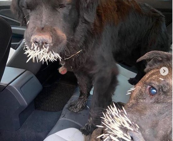 ▲美國滑雪國手Lindsey Vonn的兩隻狗狗惹到豪豬，下場超慘。（圖／翻攝自instagram／lindseyvonn）