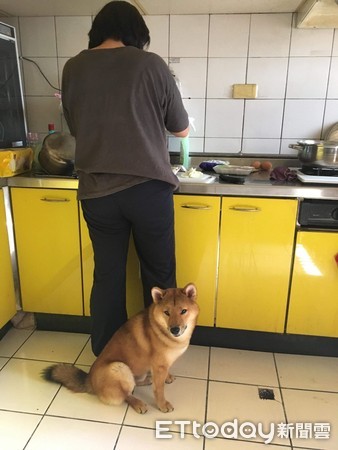 ▲里歐是撒嬌鬼兼跟屁蟲，會到廚房陪媽媽做飯。（圖／飼主Sonja提供）