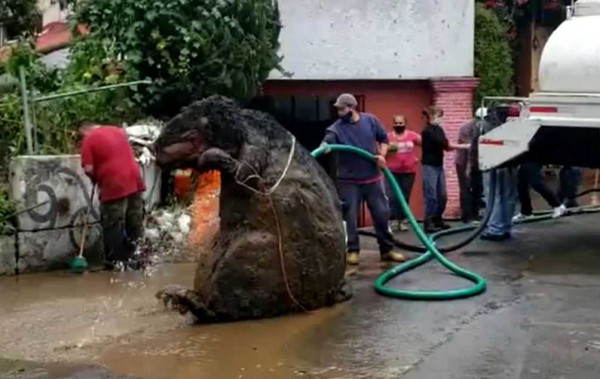 比人還高！「驚悚巨鼠」竄出下水道　民眾戲稱：伙食太好