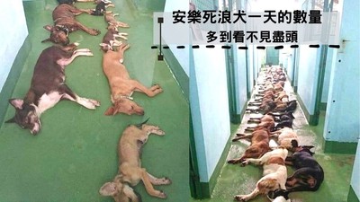 「安樂死浪犬」屍體多到看不到盡頭！收容所無奈：好多飼主衝動領養又反悔